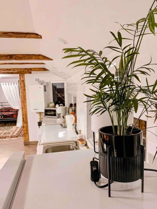 Yard Studio Rasnov Apartment Ngoại thất bức ảnh
