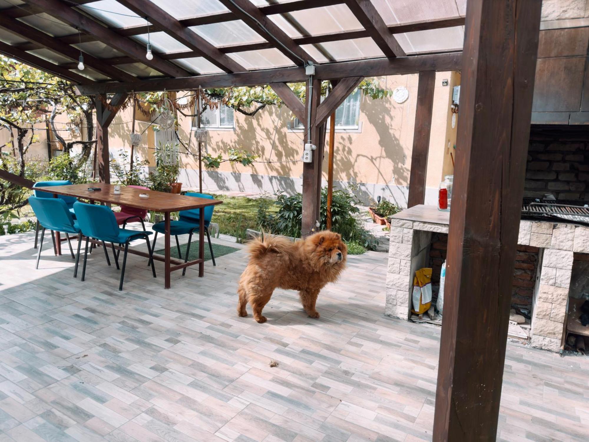 Yard Studio Rasnov Apartment Ngoại thất bức ảnh